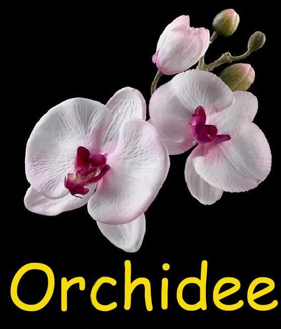 Orchidee Apartment Comines-Warneton Ngoại thất bức ảnh